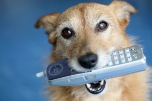 Dog Guard Phone